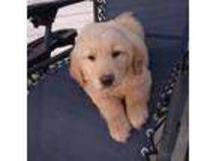 Golden Retriever Puppy for sale in Leland, NC, USA
