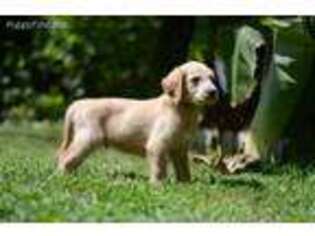 Labradoodle Puppy for sale in Martins Ferry, OH, USA