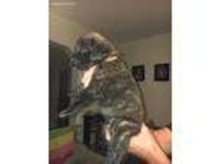 Mastiff Puppy for sale in Rittman, OH, USA