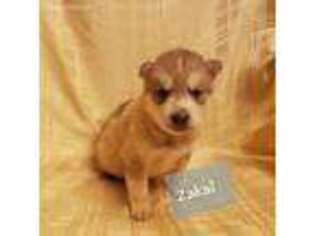 Siberian Husky Puppy for sale in Elkin, NC, USA