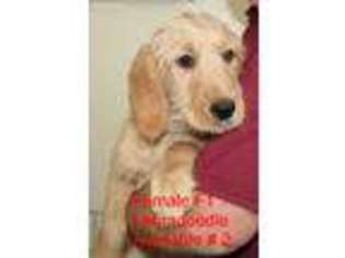 Labradoodle Puppy for sale in Flemington, NJ, USA