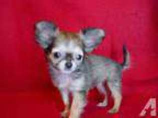 Chihuahua Puppy for sale in GADSDEN, AL, USA