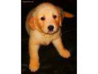 Golden Retriever Puppy for sale in Spring Arbor, MI, USA