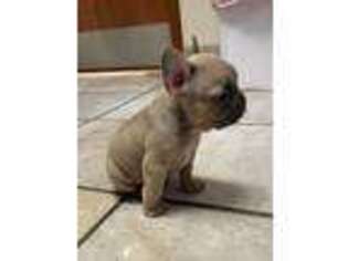 French Bulldog Puppy for sale in Foley, MN, USA