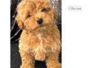 Mutt Puppy for sale in Albany, NY, USA