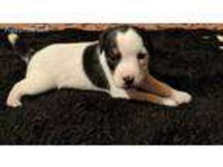 Jack Russell Terrier Puppy for sale in Ford, WA, USA