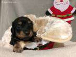 Dachshund Puppy for sale in Yakima, WA, USA