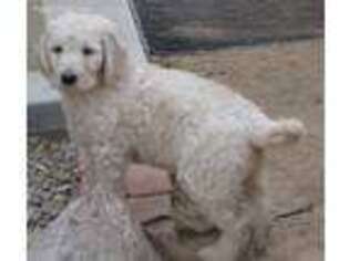 Labradoodle Puppy for sale in Ridgecrest, CA, USA