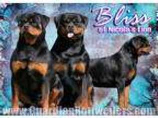 Rottweiler Puppy for sale in Bargersville, IN, USA