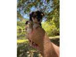 Mutt Puppy for sale in Pawleys Island, SC, USA