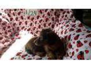 Dachshund Puppy for sale in Lovington, NM, USA