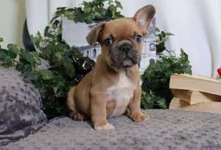 French Bulldog Puppy for sale in Baldwin, ND, USA