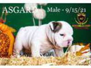 Bulldog Puppy for sale in Hutchinson, KS, USA