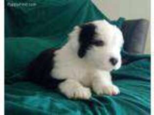 Old English Sheepdog Puppy for sale in Gosport, IN, USA
