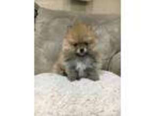 Pomeranian Puppy for sale in Mesa, AZ, USA