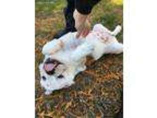 Bulldog Puppy for sale in Snohomish, WA, USA