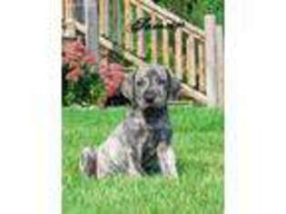 Great Dane Puppy for sale in Hayesville, OH, USA
