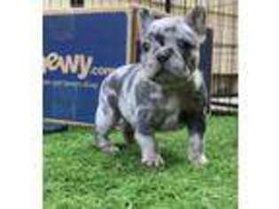 French Bulldog Puppy for sale in Napa, CA, USA
