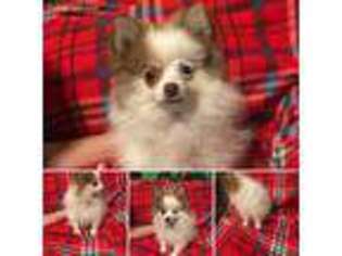 Pomeranian Puppy for sale in Seneca, MO, USA
