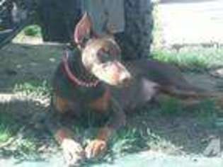 Doberman Pinscher Puppy for sale in BEAVER SPRINGS, PA, USA