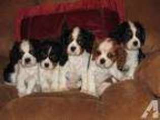 Cavalier King Charles Spaniel Puppy for sale in LIVINGSTON, TX, USA