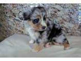 Australian Shepherd Puppy for sale in Ivanhoe, TX, USA