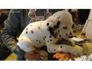 Dalmatian Puppy for sale in Cape May, NJ, USA