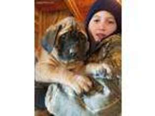 Mastiff Puppy for sale in State Road, NC, USA