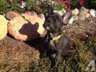 French Bulldog Puppy for sale in ROCHESTER, IN, USA