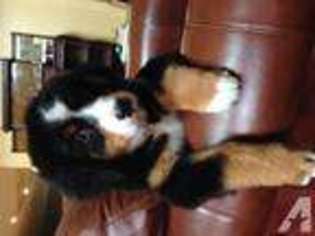 Bernese Mountain Dog Puppy for sale in Valrico, FL, USA