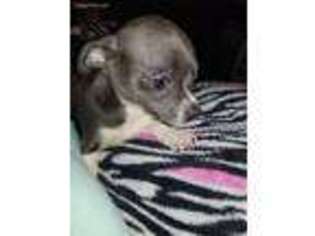 Chihuahua Puppy for sale in Boonville, MO, USA