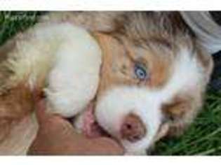 Australian Shepherd Puppy for sale in Birnamwood, WI, USA