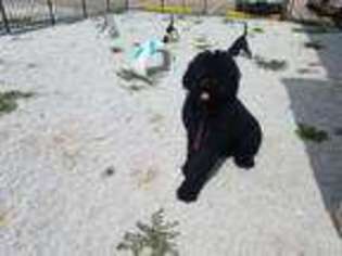 Black Russian Terrier Puppy for sale in Atlanta, GA, USA