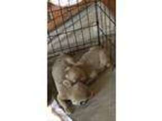 Labrador Retriever Puppy for sale in Winchester, CA, USA