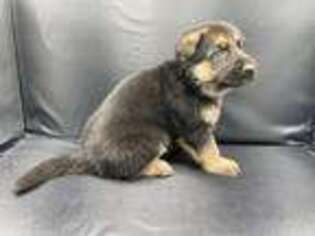 German Shepherd Dog Puppy for sale in Bell, FL, USA