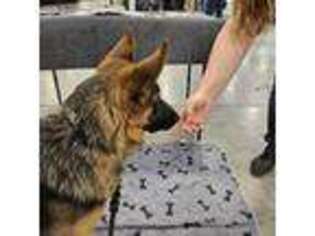German Shepherd Dog Puppy for sale in Wheeling, WV, USA