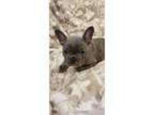 French Bulldog Puppy for sale in Fredericktown, MO, USA
