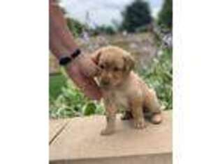 Labrador Retriever Puppy for sale in Appleton, WI, USA