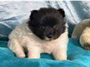 Pomeranian Puppy for sale in Franklinton, LA, USA