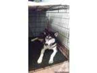 Siberian Husky Puppy for sale in FOUNTAIN, CO, USA