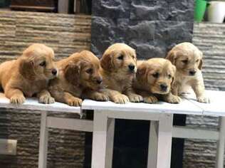 Golden Retriever Puppy for sale in Harrison, NY, USA