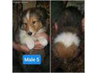 Shetland Sheepdog Puppy for sale in Pineville, WV, USA