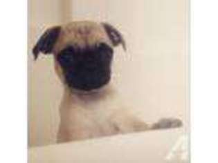 Pug Puppy for sale in TRACY, CA, USA