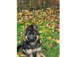 German Shepherd Dog Puppy for sale in Lynnwood, WA, USA