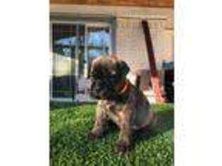 Bullmastiff Puppy for sale in Duncanville, TX, USA