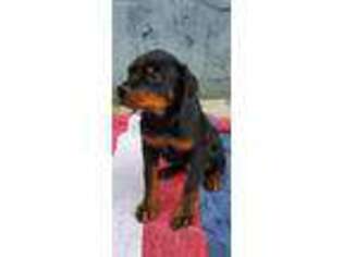 Rottweiler Puppy for sale in Bronx, NY, USA