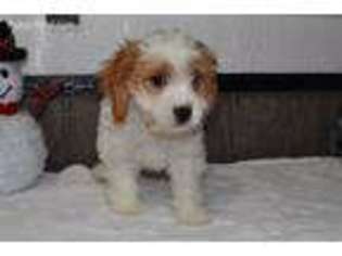 Cavapoo Puppy for sale in Arthur, IL, USA