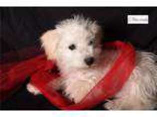 Bichon Frise Puppy for sale in Columbia, MO, USA
