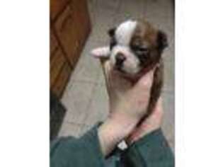 Boston Terrier Puppy for sale in Madera, CA, USA