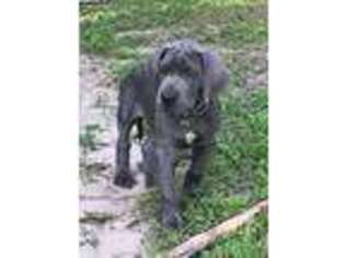 Great Dane Puppy for sale in Port Saint Lucie, FL, USA
